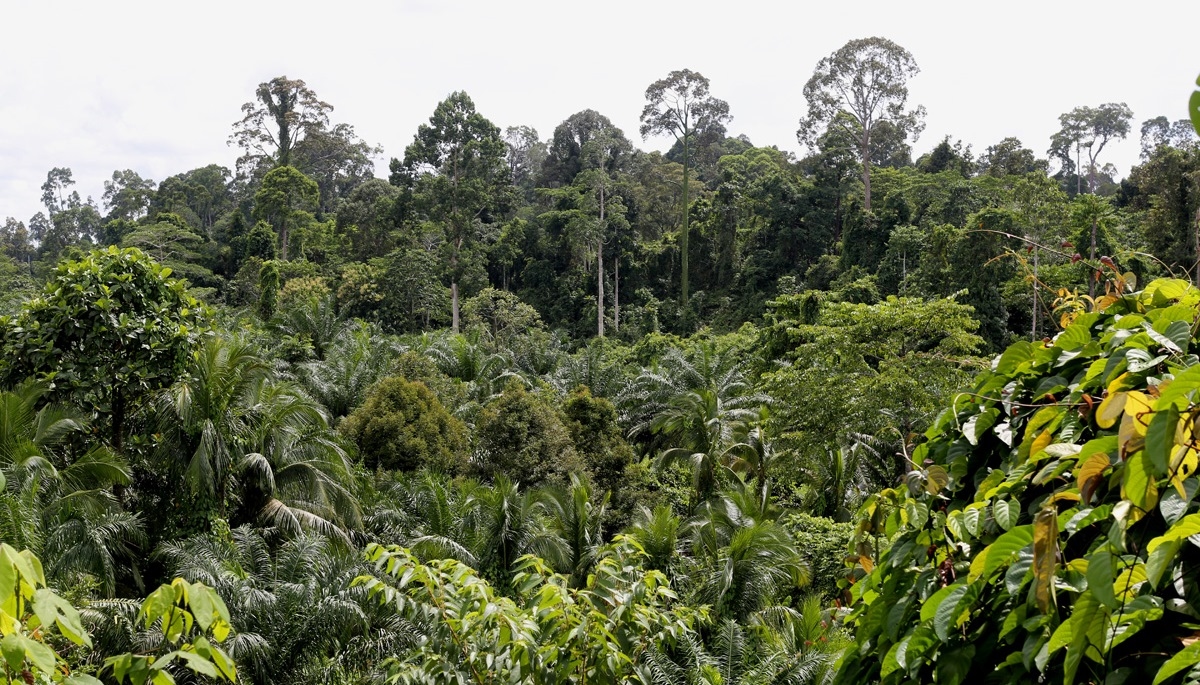 Over 16,700 hectares of forest land to be degazatted for native rights, development