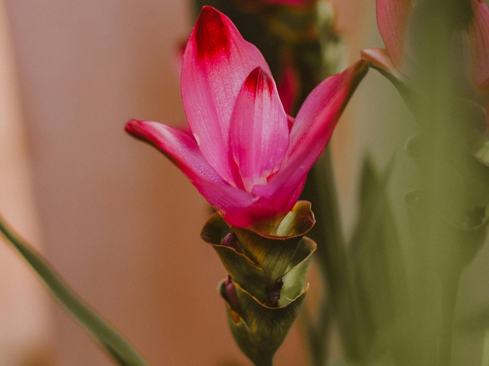 Another tropical beauty from ginger plant's family