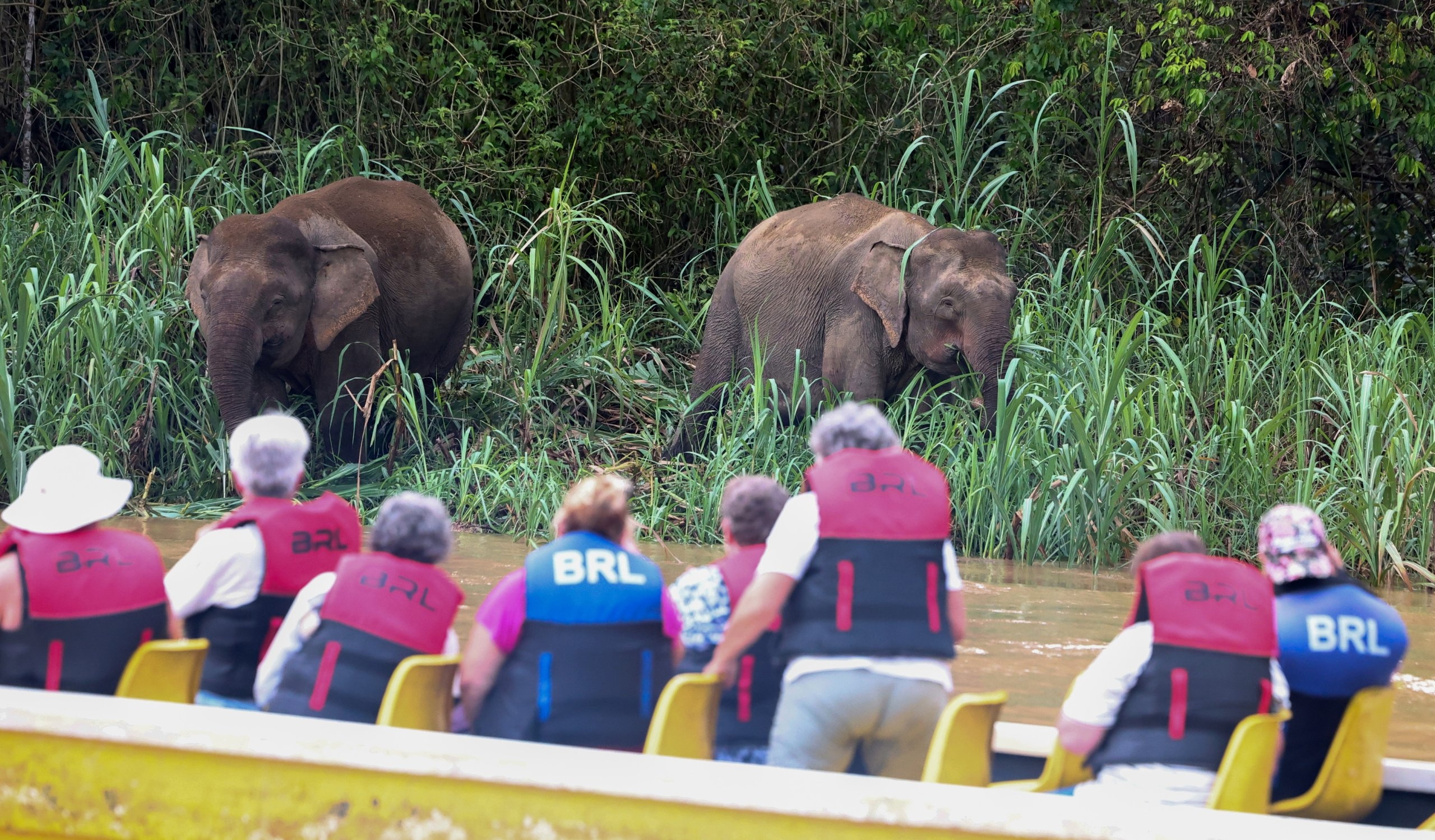 Human-elephant conflict : A heartbreaking 'dance' for survival