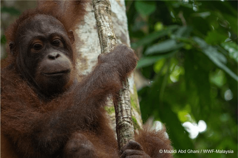 Data and wildlife conservation: Why it matters for all of us