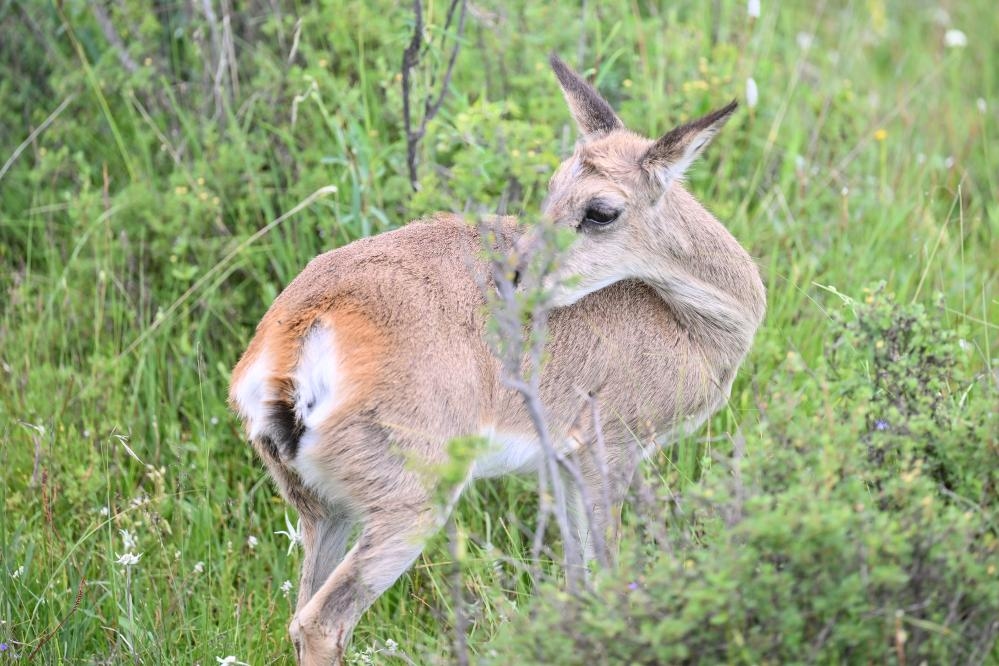 Professional wildlife atlas decodes biodiversity of China's Qilian Mountains