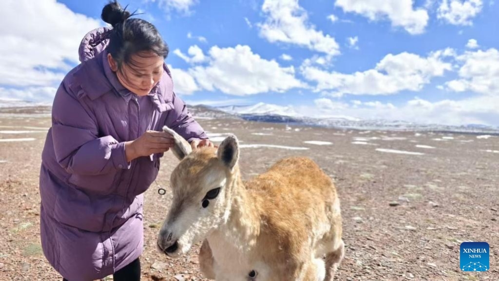 Robotic guardian joins Tibetan antelope herd