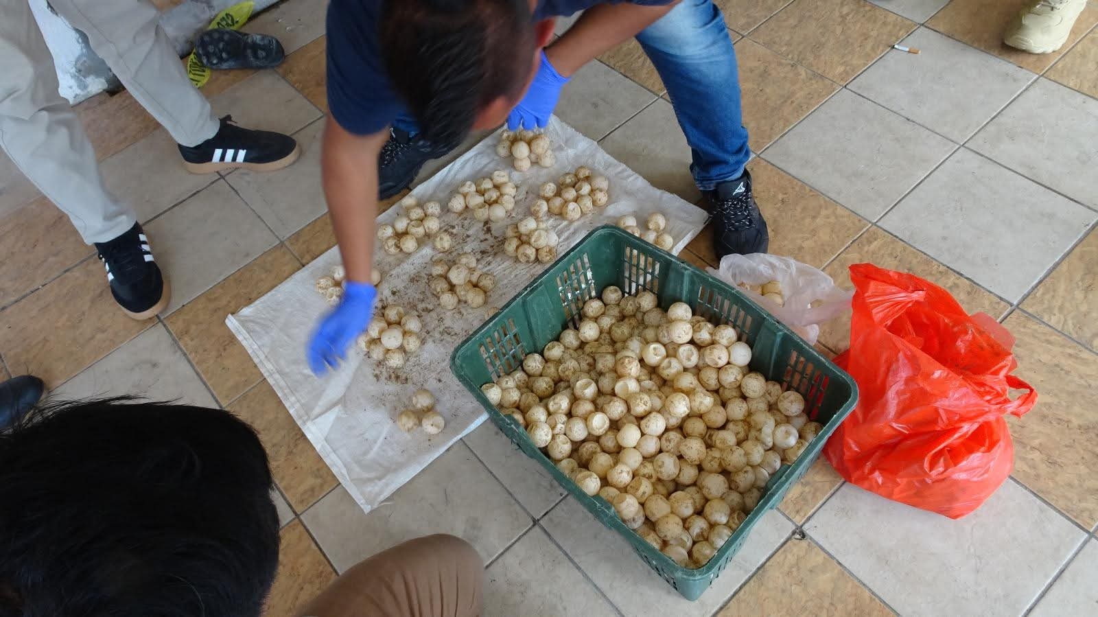 Possessing turtle eggs lands two men in Kuching Division behind bars