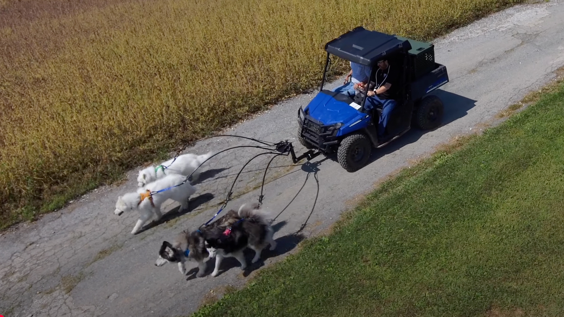 This Dog Trainer Has an Incredible Fleet of Dog Vehicles
