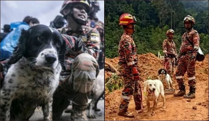 Bomba To Get 16 New Dogs From UK To Replace Ageing Dogs
