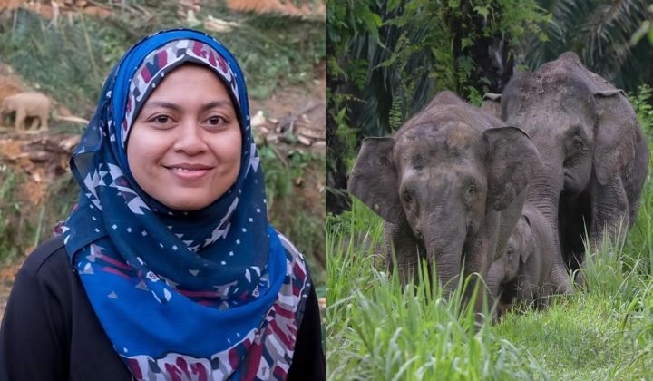Elephant Emergency: A Conservationist's Plan To Save The Gentle Giants