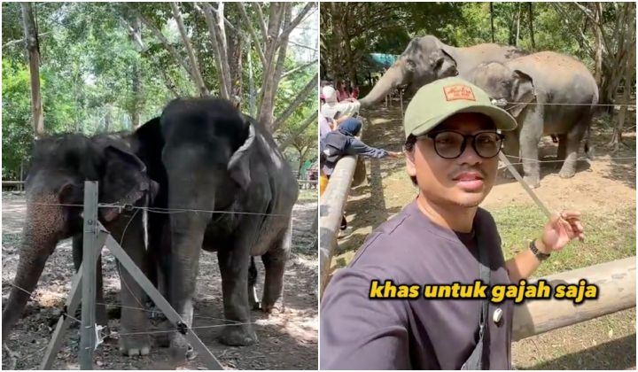 TikToker Sheds Light On Pahang's Elephant Sanctuary – FYI It's Not A Zoo