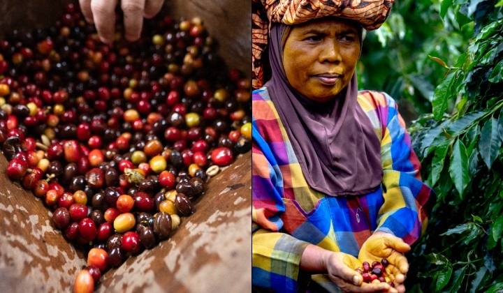 The Secret Life Of Your Coffee: Understanding What's Really In Your Cup
