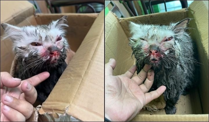 Woman Heartbroken To Find Escaped Indoor Cat Bloody And Beaten, Elderly Neighbour Arrested