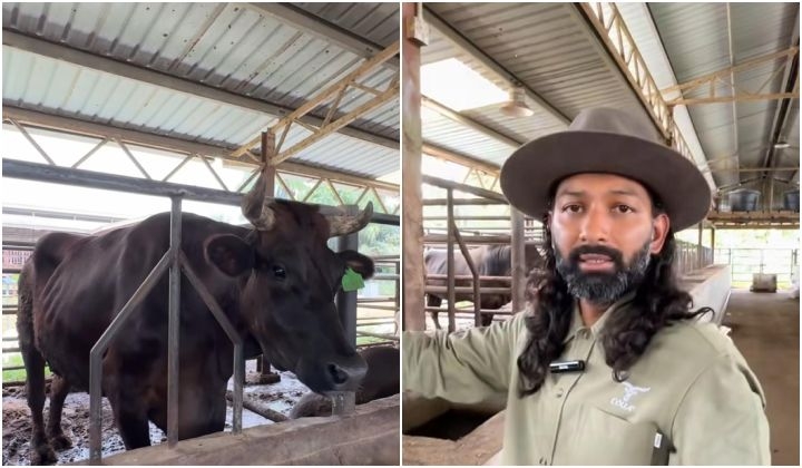 From Chartered Accountant to Wagyu Cowboy: The Story Behind Malaysia's Mygyu Beef