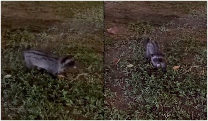 'Is It A Skunk?' – Two Girls Come Across A Malayan Civet In KLCC Park