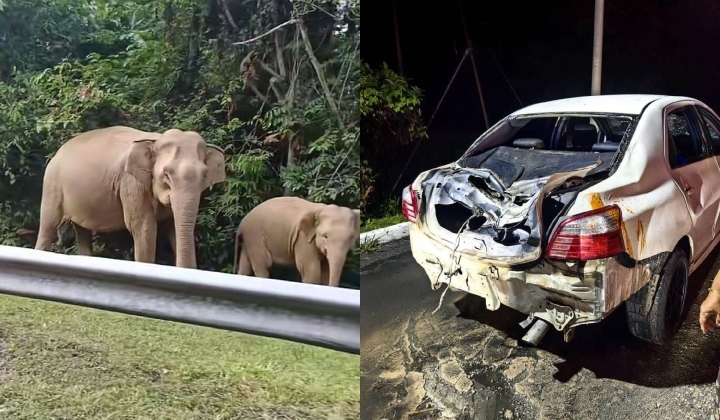 Six Elephants, One Highway: The Realities Of Human-Wildlife Boundaries
