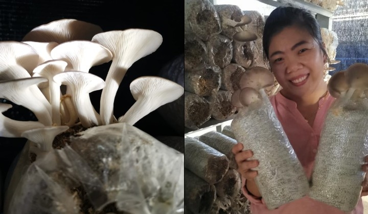 Woman's Perseverance In Oyster Mushroom Farming Leads To RM37,000 Monthly Income