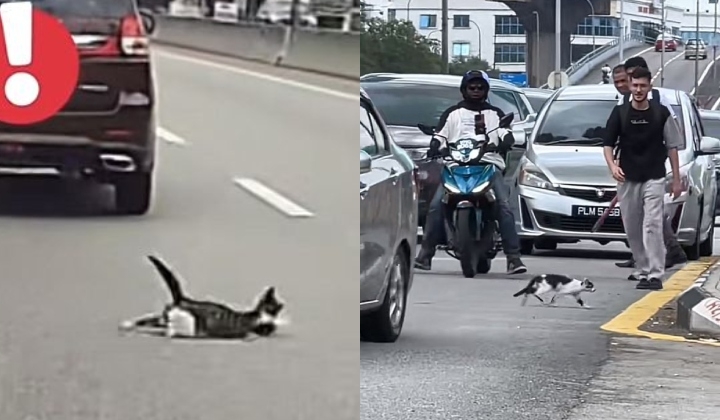 Mission Im-paws-sible: Malaysian Cats Caught In Suspenseful Road Stunts