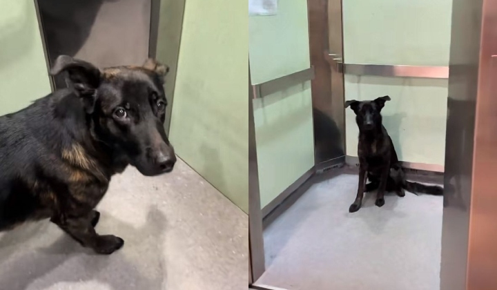 Unexpected Elevator Guest – Dog Joins Abang Rider Mid-Delivery