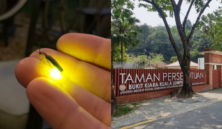 A Rare Firefly Rediscovered In Bukit Kiara After A Century