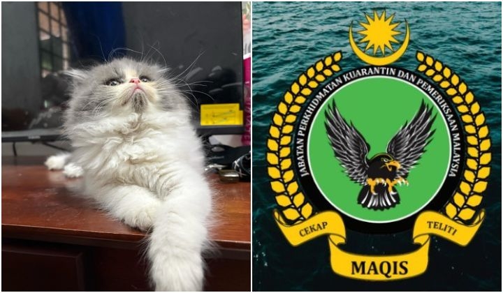 Penang Woman Buys Cat In Songkhla, Claims Customs Let It Through Because 'Tak Salah'