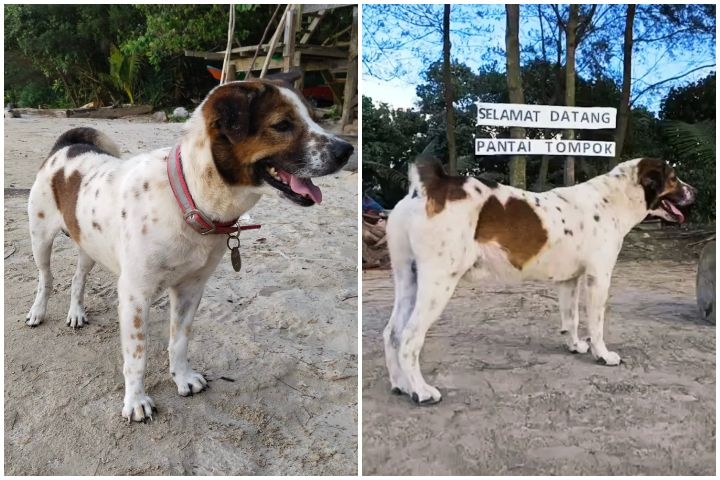 The Tale Of Tompok: A Dog Loved By Many They Named A Beach After It