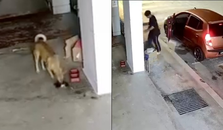 [Watch] Abandoned Kitten Killed By Stray Dog After Being Left At Vet Clinic In Selangor