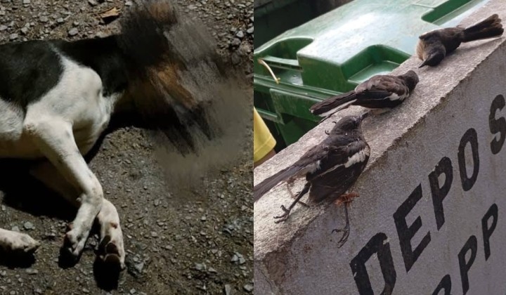 Penang Hill Dogs, Cats And Birds Poisoning Sparks Online Fury And Call For Justice