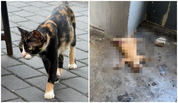 Animal Activist Claims 'Ampang Cat Killers' Paying Kids To Abuse Felines
