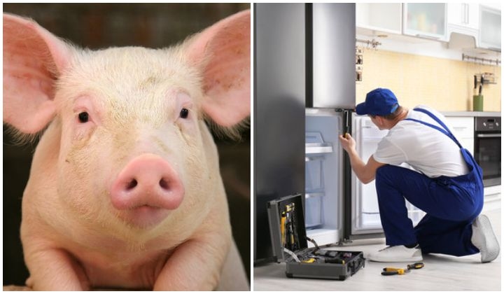 Repairman Refuses To Fix Refrigerator Because It May Have Stored Pork, Client Takes The Situation Online