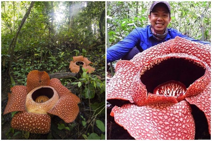 Minister Wants To Change Name Of Rafflesia Flower, But It Already Has A Local Name