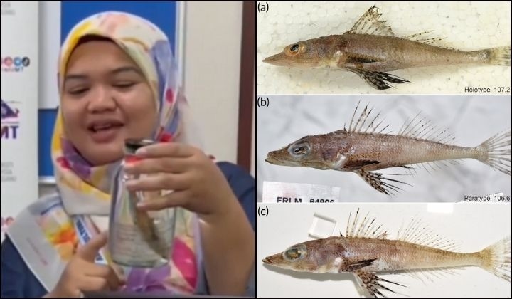 New Fish Species 'Rogadius Azizahae' Discovered In Malaysian Waters