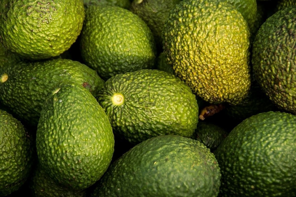First shipment of South African avocados arrives in China