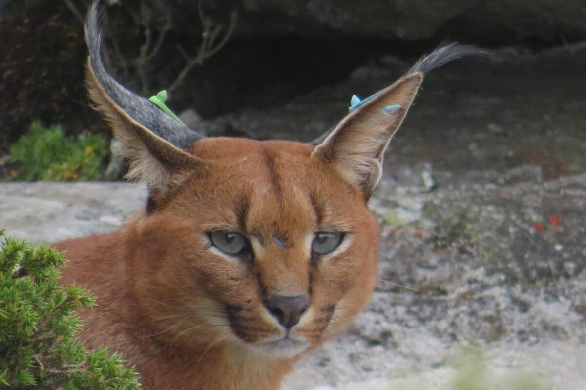 Caracal killed by off-lead pack of dogs in Deep South