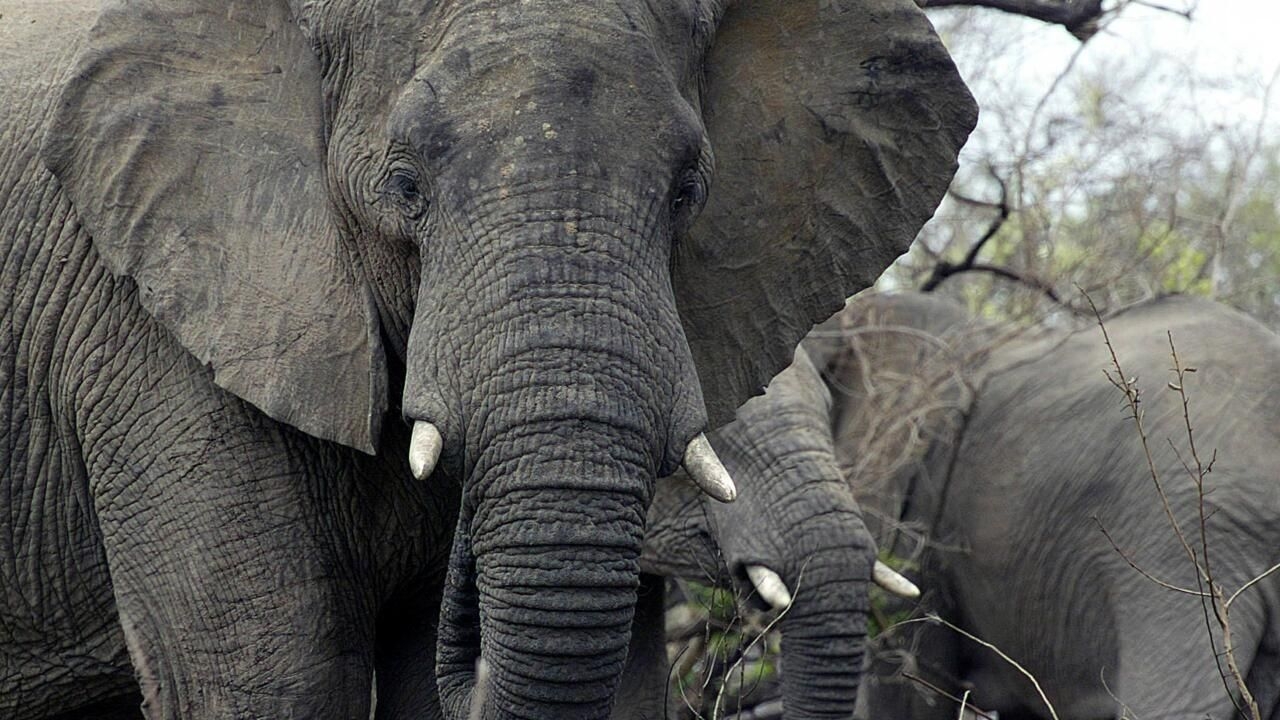 Tourist trampled to death by herd of elephants in Kruger National Park