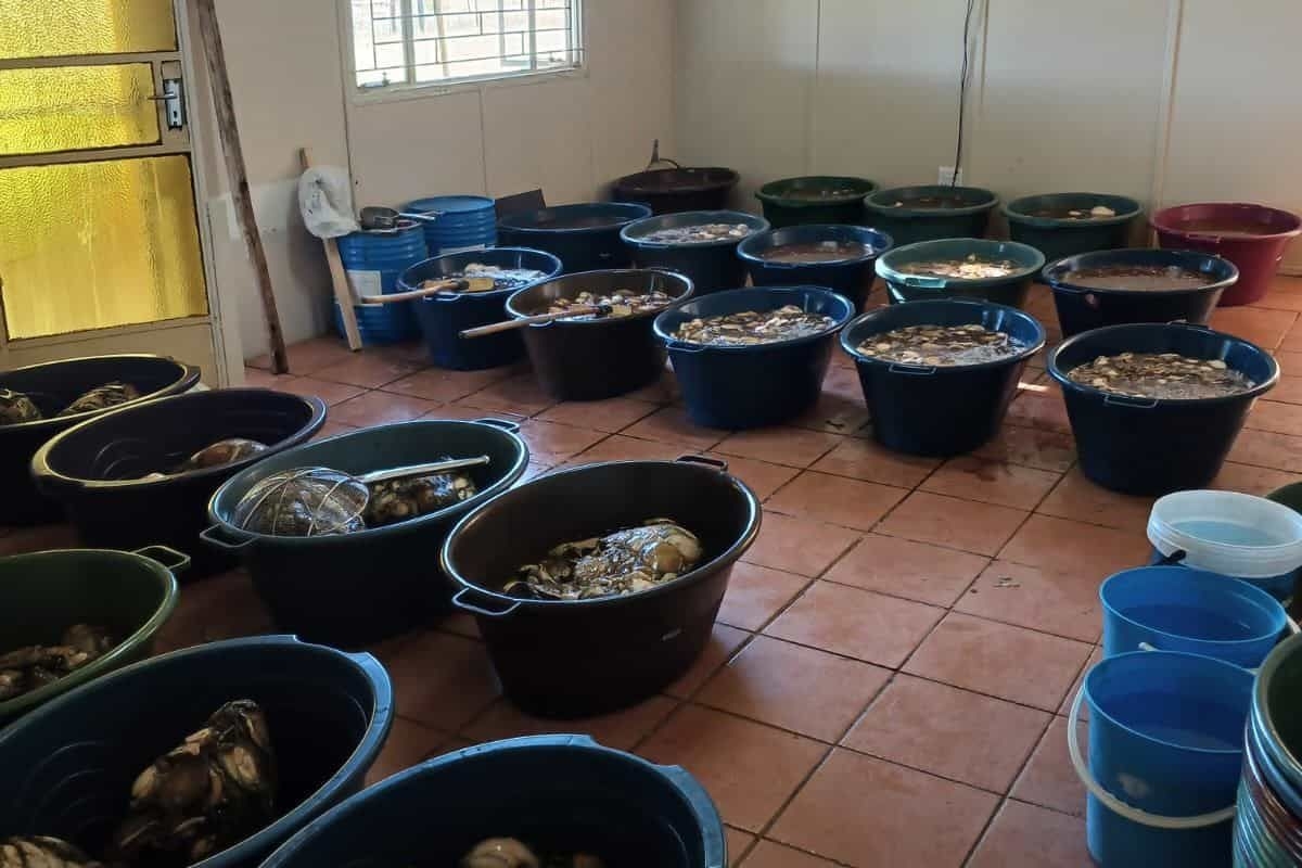 Five foreign nationals arrested with R1.97 million worth of abalone