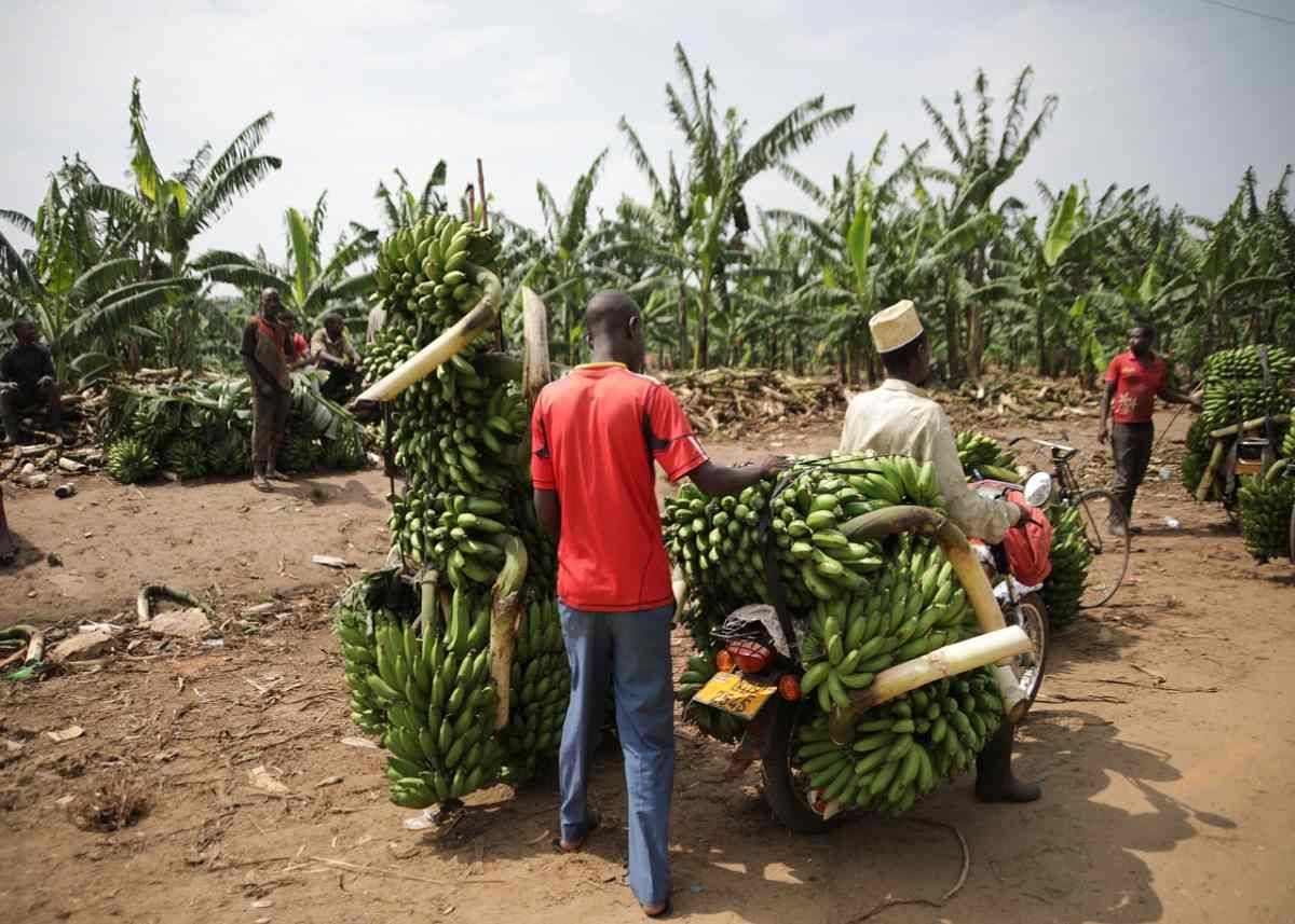 Trade war erupts between SA and Tanzania over…bananas