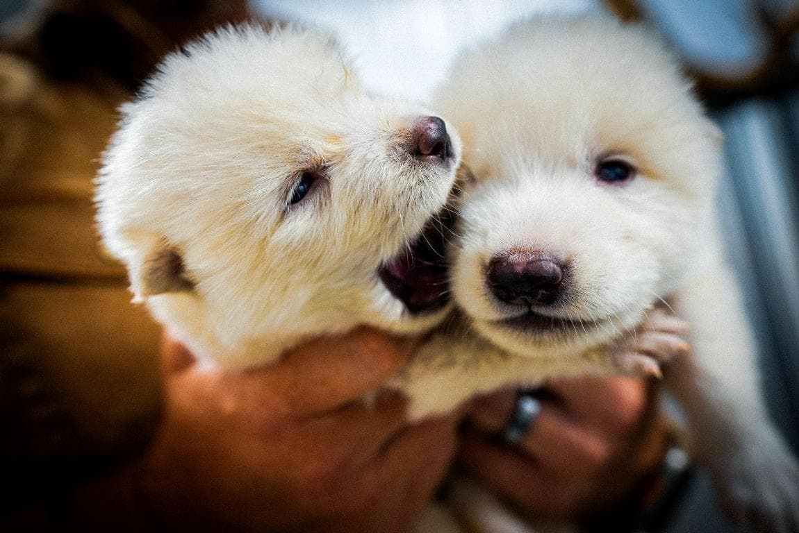 Colossal Announces First Dire Wolf Pups Birth