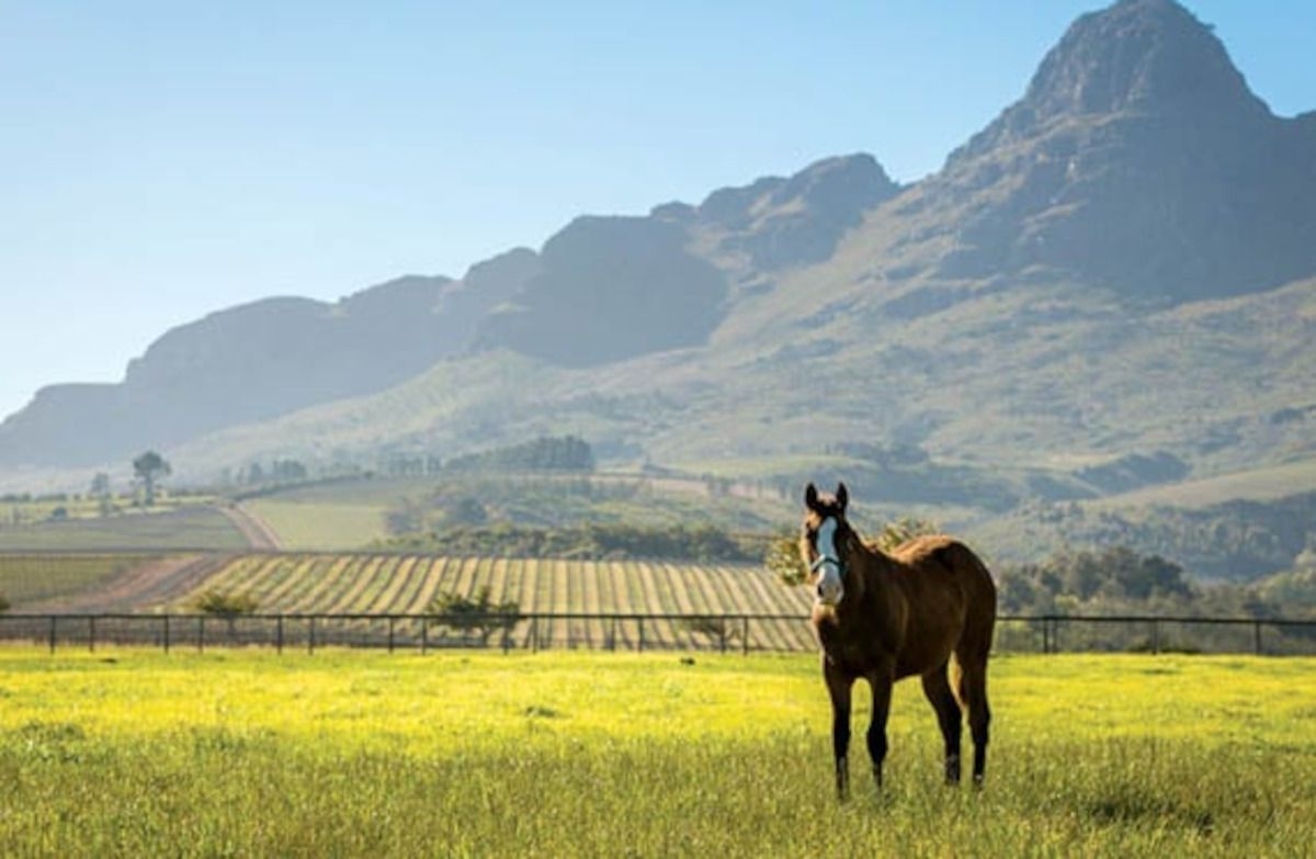 End of an era as Avontuur Estate closes breeding operations