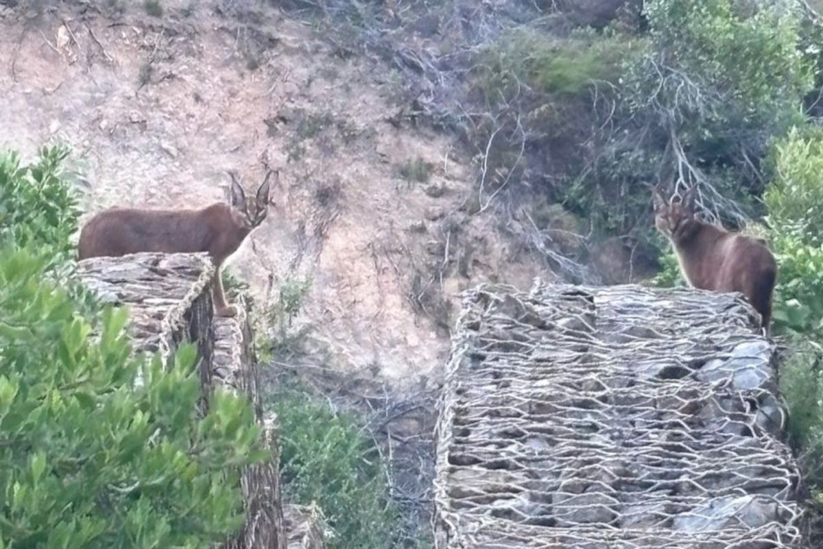 Caracals spotted along Chapman's Peak Drive