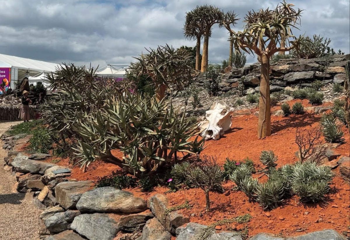 South Africa's botanical excellence in bloom at Chelsea Flower Show 2025
