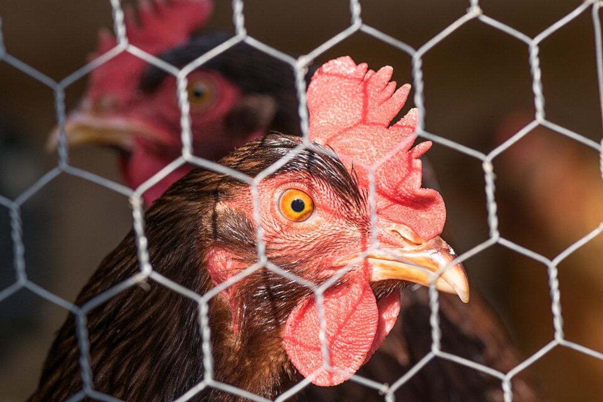 Chicken import ban from Brazil begins to bite