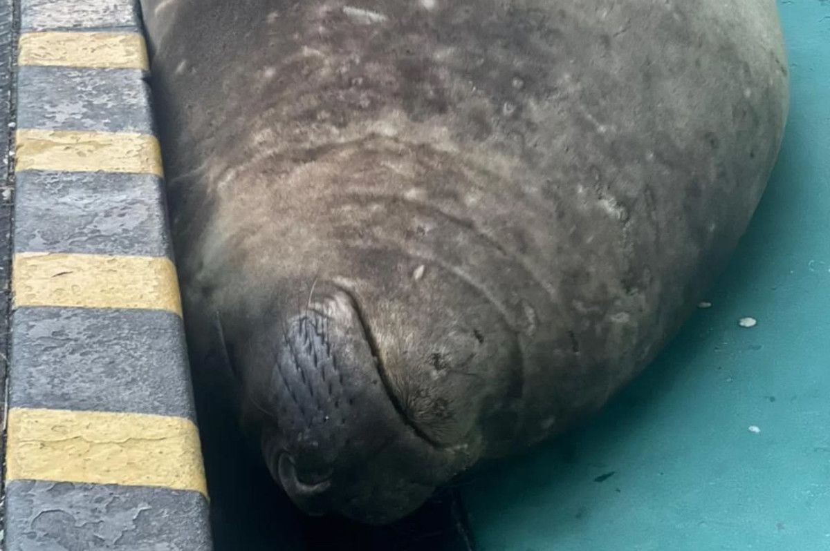 Elephant Seal BACK on land – this time in Simon's Town