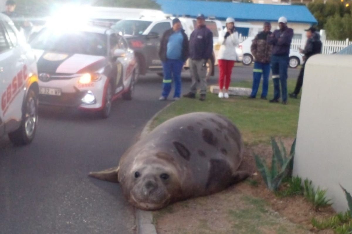 Cape Town residents shocked as Elephant Seal wanders the streets