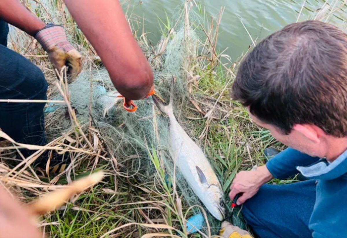 Young hero saves fish from illegal gill net in Zandvlei Nature Reserve