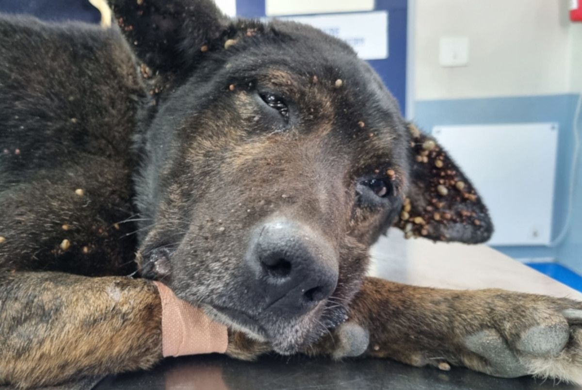 SPCA: Animal abuser banned from owning pets for LIFE