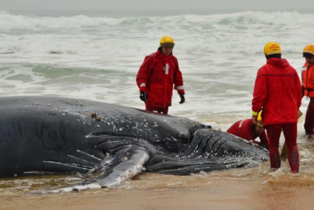 Juvenile Humpback whale euthanised after beaching at Robberg Nature Reserve