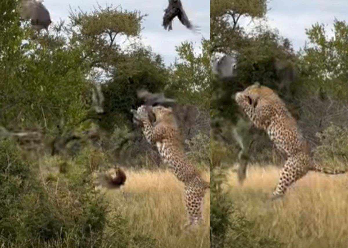 Animal sighting: Leopard's incredible mid-air catch caught on Camera [Video]