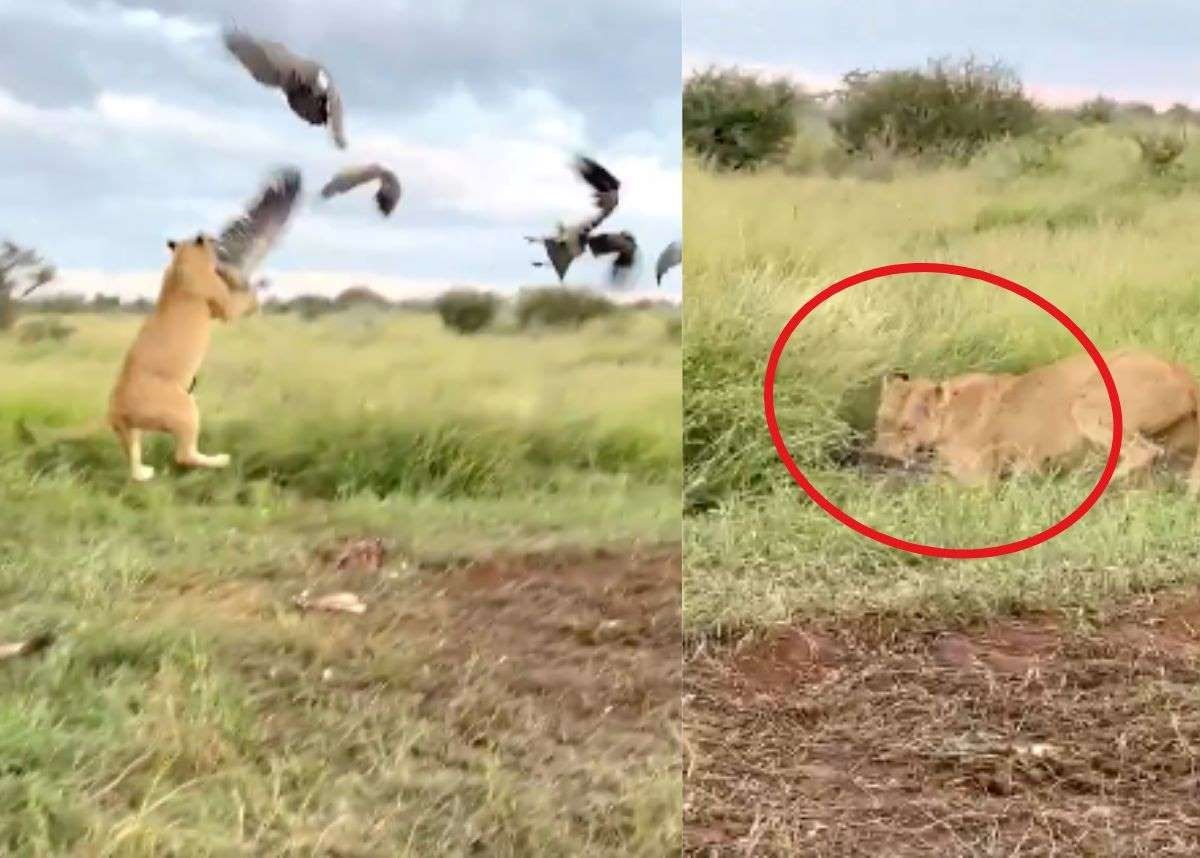 Animal sighting: Lion makes epic jump to catch vulture