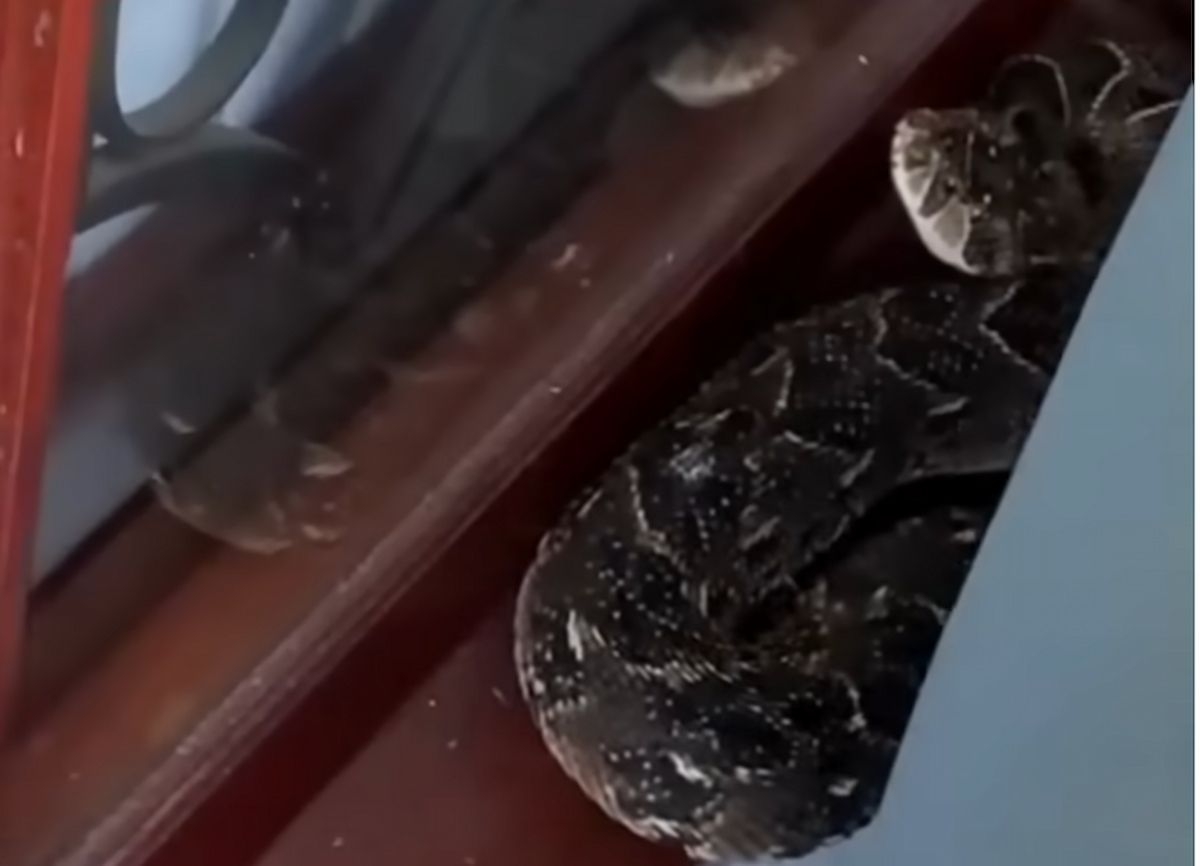 VIDEO: Puff adder under a pillow in Constantia