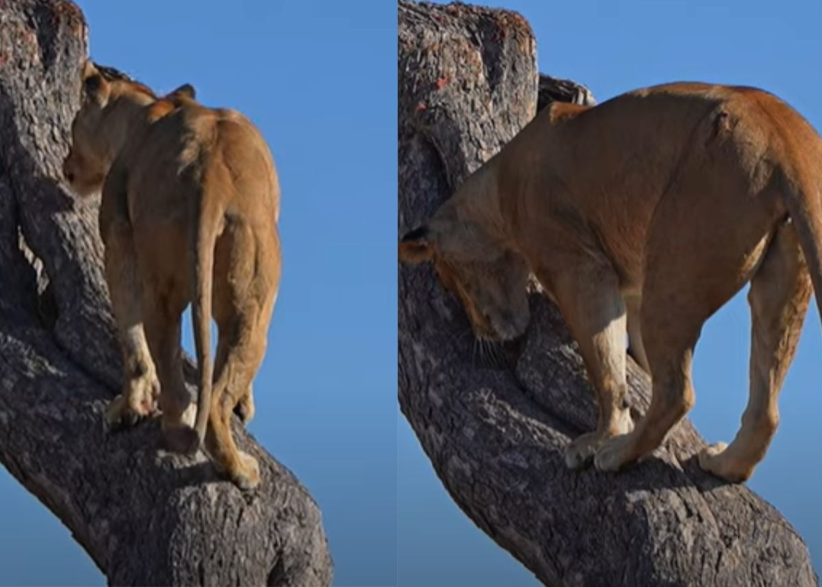 Animal sighting: Lion digs into tree to reach hiding leopard cub [Video]