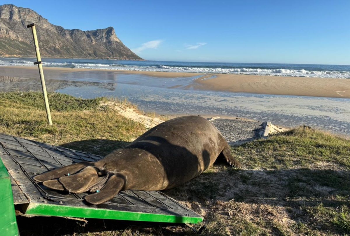 Elephant Seal's surprise visit to Gordon's Bay streets has a happy ending