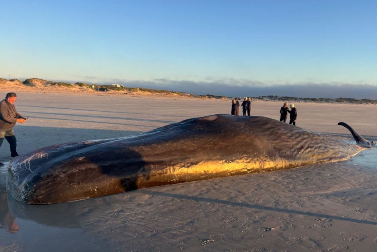 Sombre scene as rare sperm whale dies after stranding in Struisbaai