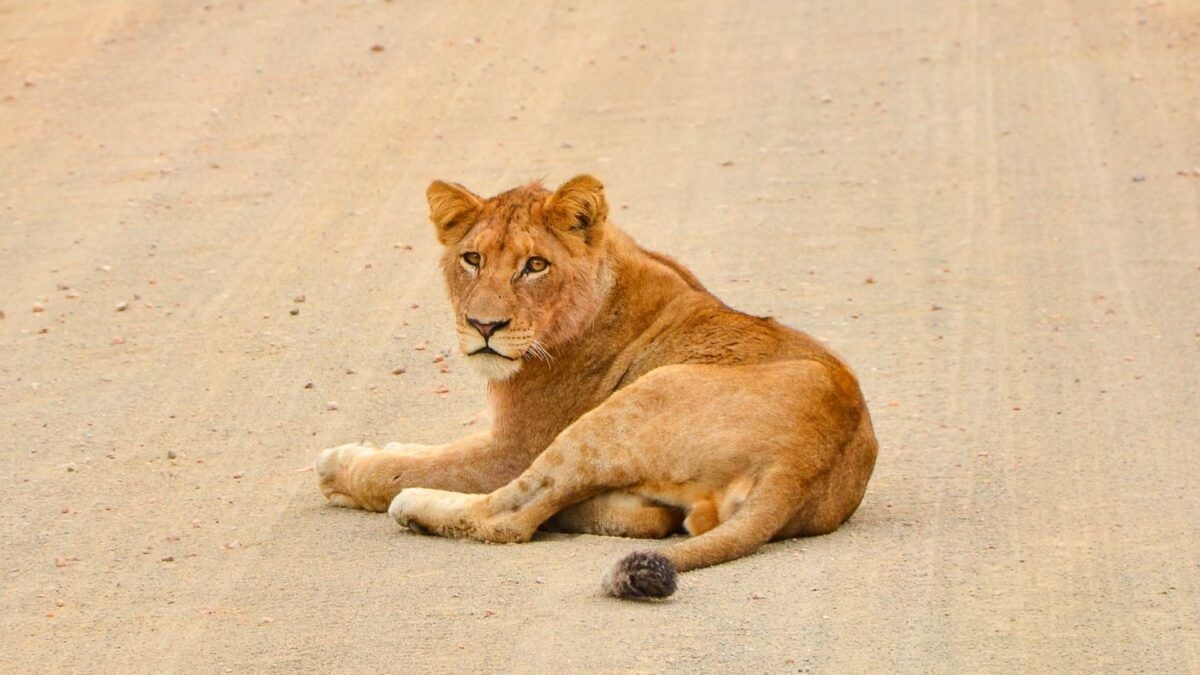 EISH WENA: Free-State farmer employs lion as guard against farm murders [Video]